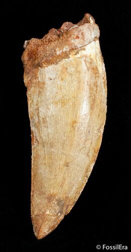 Premium / Inch Carcharodontosaurus Tooth #2891